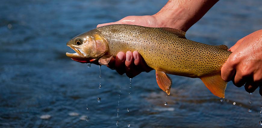 Jackson Hole Wyoming Fly Fishing Trips
