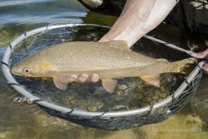 Snake River JAckson Hole Wyoming Fly fishing guides