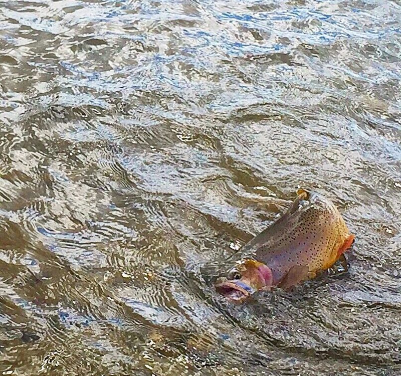 Snake River Fly Fishing Guides