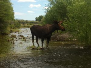 Pinedale Wyoming Fishing Guides