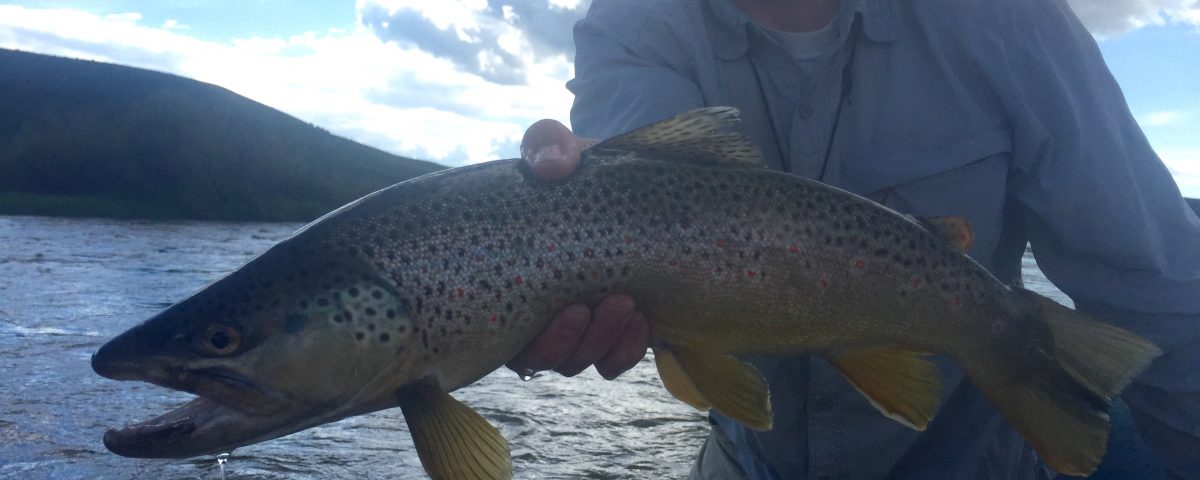 Upper Green River Pinedale Wyoming Fishing Guides