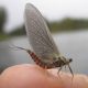 Snake River Jackson Hole Fly fishing guides