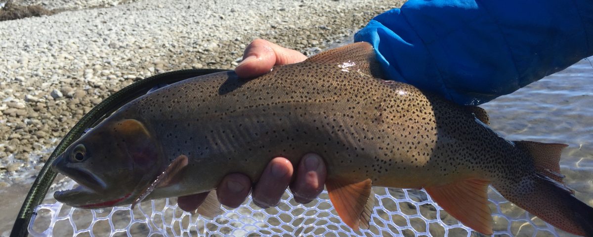 Snake River Fly Fishing Guides