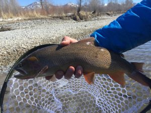 Snake River Fly Fishing Guides