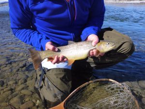 Snake River Fly fishing guides