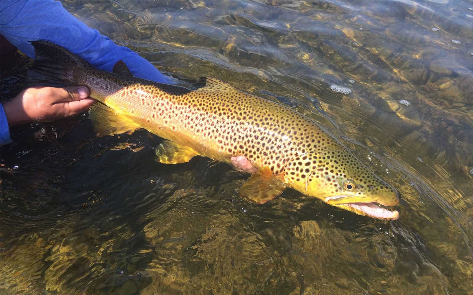 Jackson Hole Wyoming Fly Fishing Trips Reel Deal Anglers