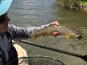 Fishing guides pinedale wyoming