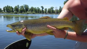 Fly fishing Guides New Fork River Wyoming