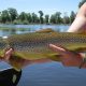 Fly fishing Guides New Fork River Wyoming